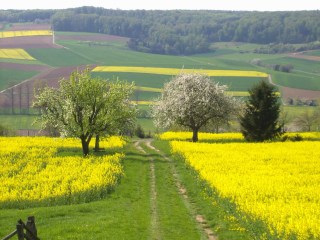 Streuobst_Glauberg_1