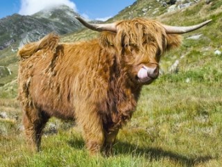 poster-schottische-highland-kuh-311593